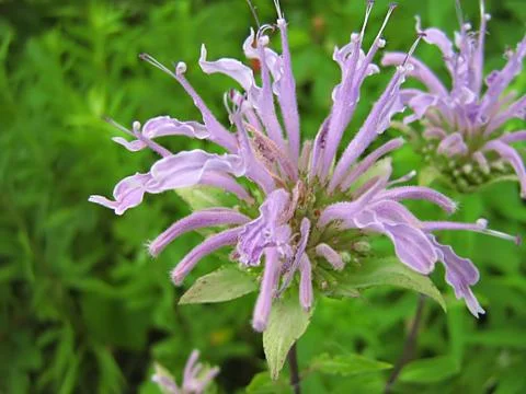 Lavender Flower Stock Photos