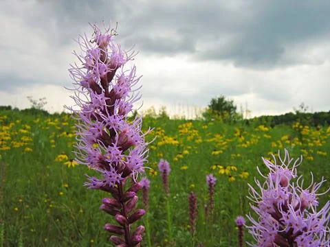Lavender Flower Stock-Fotos