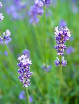 Lavender flower Stock Photos