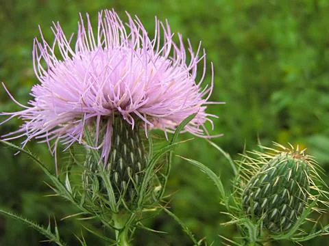 Lavender Flower Stock-Fotos
