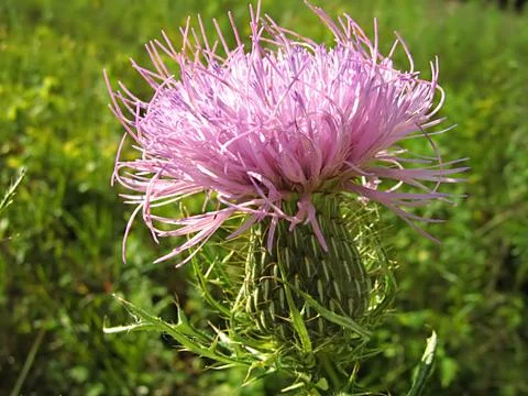 Lavender Flower Stock Photos