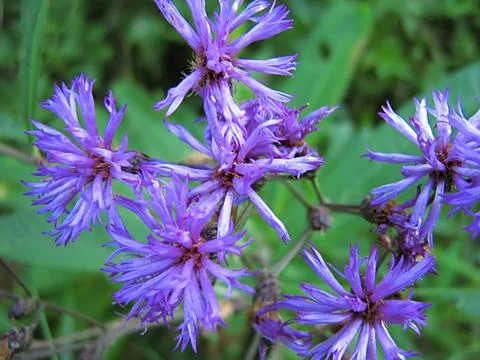 Lavender Flower Stock-Fotos