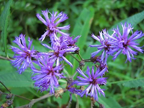 Lavender Flower Stock Photos