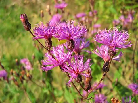 Lavender Flower Stock Photos