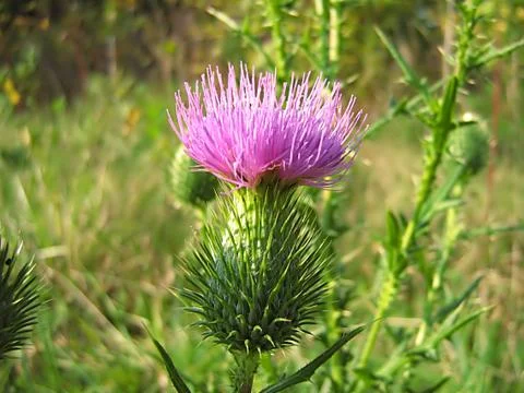 Lavender Flower Stock Photos