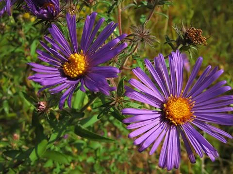 Lavender Flower Stock Photos