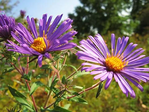 Lavender Flower Stock Photos