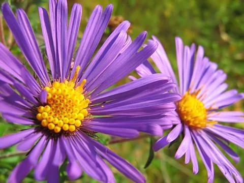 Lavender Flower Stock Photos
