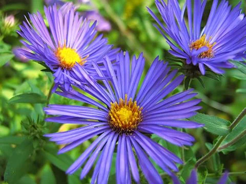 Lavender Flower Stock Photos