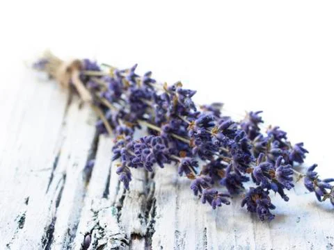 Lavender flower Stock Photos