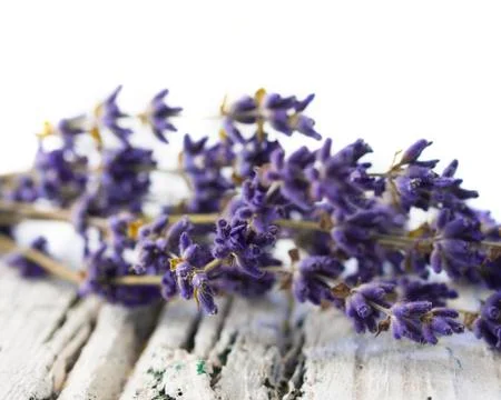 Lavender flower Stock Photos