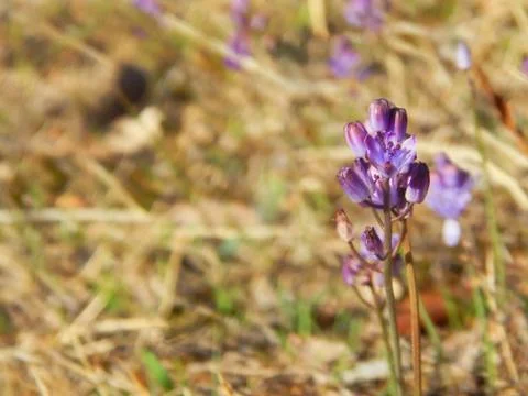 Lavender flower Stock Photos