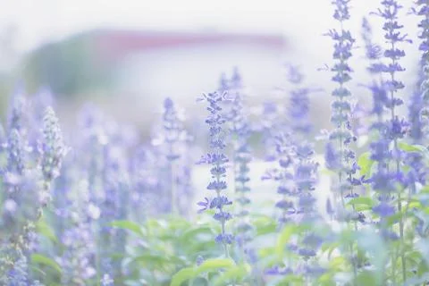 Lavender flower Stock Photos