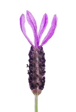 Lavender flower Stock-Fotos