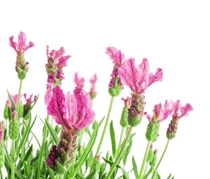 Lavender flower Fotos Stock
