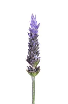Lavender flower Fotos Stock