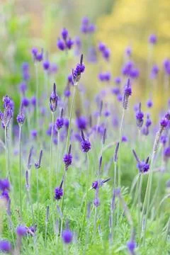 Lavender flower Stock Photos