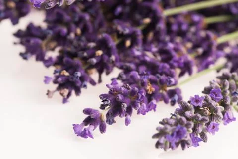 Lavender flower Stock Photos