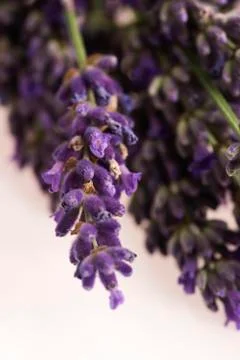 Lavender flower Stock Photos