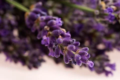 Lavender flower Stock Photos