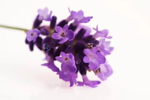 Lavender flower Stock Photos