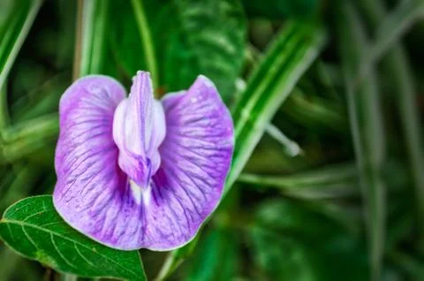 Lavender Flower Stock Photos