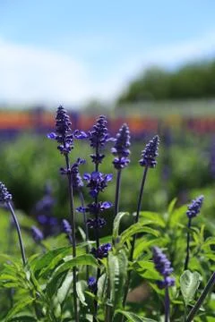 Lavender Flower Stock Photos