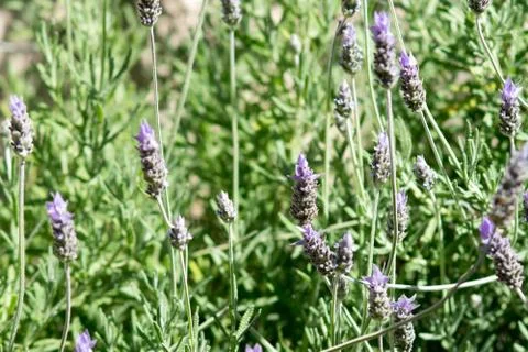 Lavender flower Stock Photos