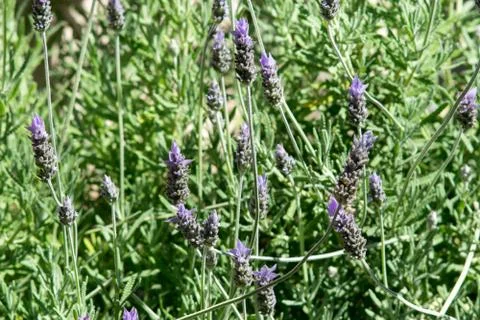 Lavender flower Stock Photos