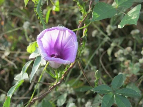Lavender flower Photos