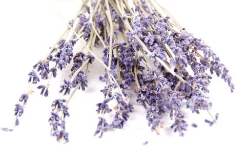 Lavender flower Stock Photos