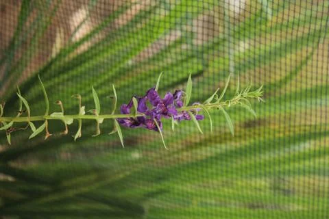 Lavender Flower Stock Photos