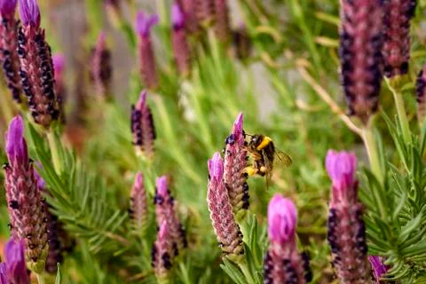 Lavender flower Stock Photos