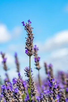 Lavender flower Stock Photos