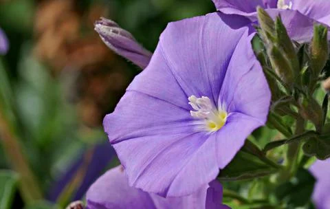 Lavender Flower 스톡 사진
