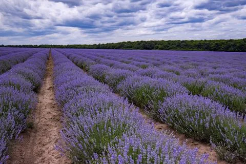 Lavender flower Stock Photos