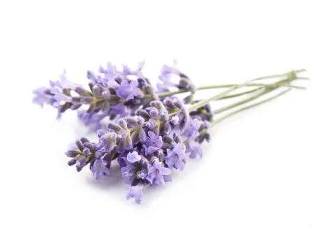Lavender flower Stock Photos