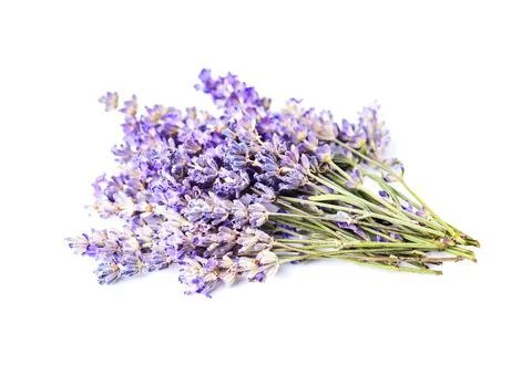 Lavender flower Stock Photos