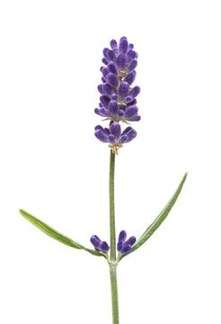 Lavender flower Stock-Fotos