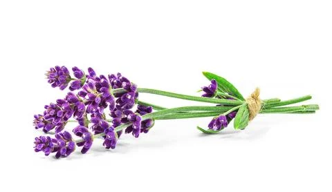Lavender flower Stock Photos