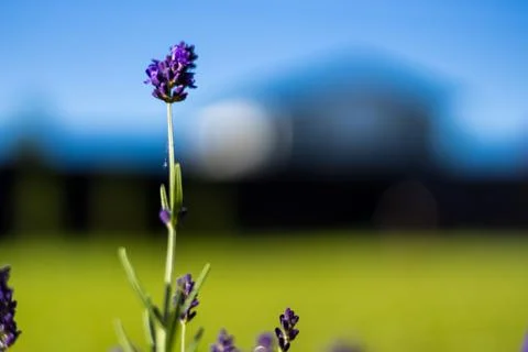 A lavender flower in sharp focus against a blurred residential house Stock Photos