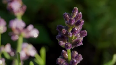 Lavender Flower Spike Rack Focus Stock Footage 340322978