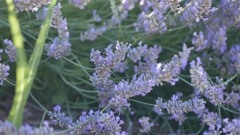 Lavender flower spikes with light leaks,... | Stock Video | Pond5