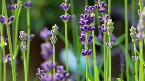 Lavender flower stems moving in light wind with purple blossoms and green stalks Stock Footage 339303284