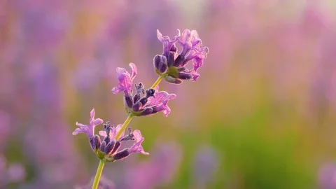 Lavender flower at sunset Stock Footage 77126158