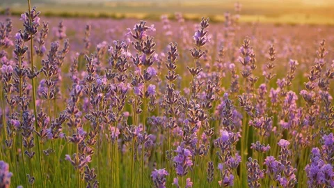Lavender flower at sunset.  Vídeos de archivo 112749937