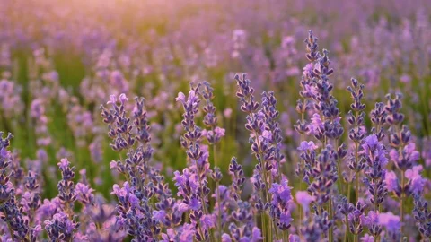 Lavender flower at sunset.  Vídeos de archivo 112749958