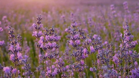 Lavender flower at sunset.  Vídeos de archivo 112750022