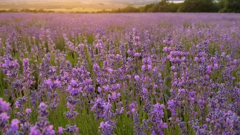 Lavender flower at sunset.  Vídeos de archivo 112750171