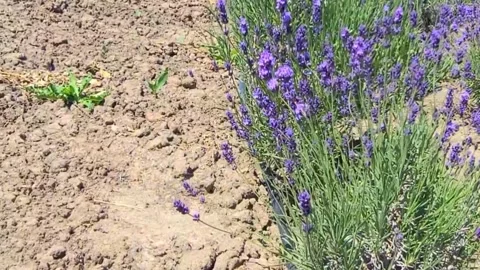Lavender flower sways in the wind and bee is flying. Horizontal video 4k. Beauti Stock Footage 293951253